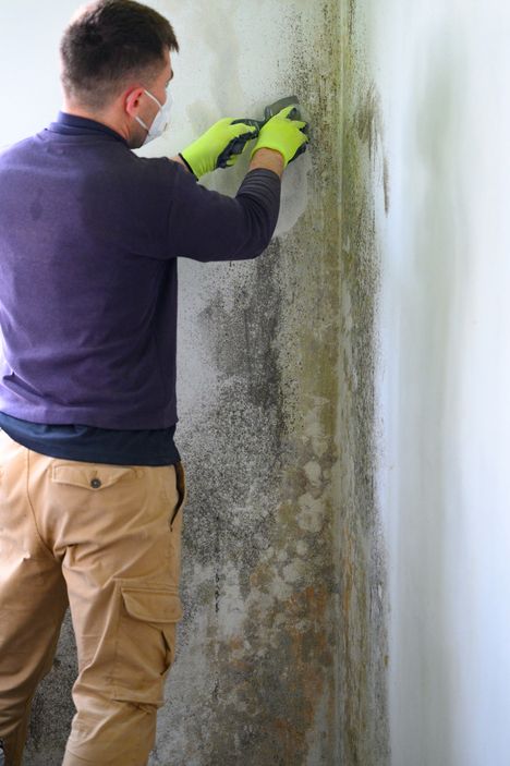 Mold Removal
