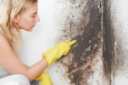 Mold Inspection